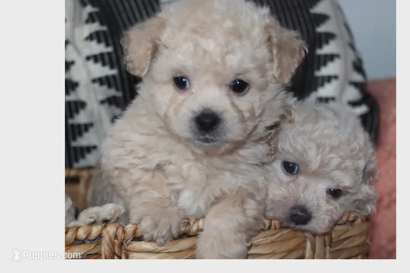 Toy Cream maltipoo – Maltipoo, Poodle - Toy  puppy for sale in Vallejo, CA