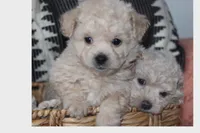 Toy Cream maltipoo, a male Maltipoo and Poodle - Toy  for sale in Vallejo, CA – 1 of 5