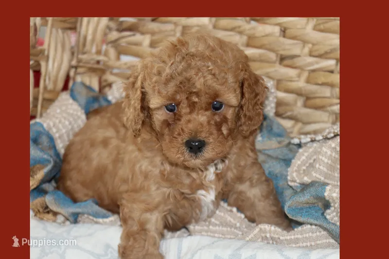 OSITO – Maltipoo, Poodle - Toy  puppy for sale in Vallejo, CA