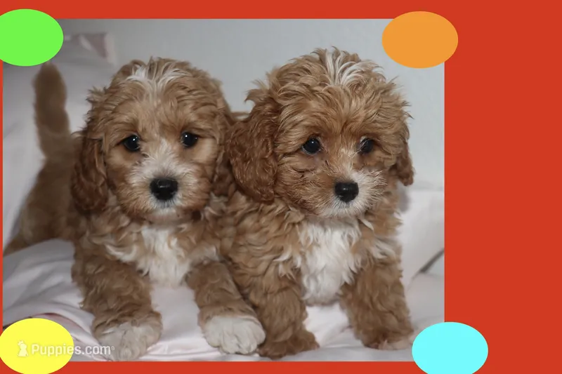 Red toy Maltipoo  – Maltipoo, Poodle - Toy  puppy for sale in Vallejo, CA