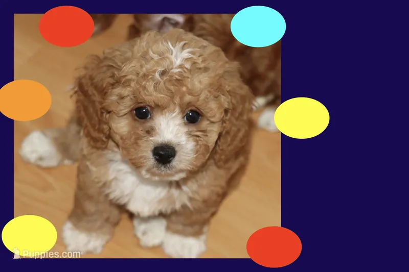 BABY BLUE – Maltipoo, Poodle - Toy  puppy for sale in Vallejo, CA