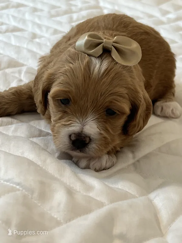 Toy Red Maltipoo  – Maltipoo, Poodle - Toy  puppy for sale in Vallejo, CA