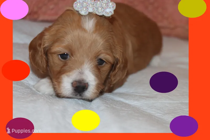 Toy Red Maltipoo  – Maltipoo, Poodle - Toy  puppy for sale in Vallejo, CA
