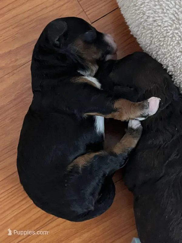 Toy Red Maltipoo  – Maltipoo, Poodle - Toy  puppy for sale in Vallejo, CA