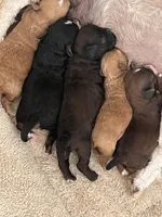 Toy Red Maltipoo , a female Maltipoo and Poodle - Toy  for sale in Vallejo, CA – Photo 2 of 2