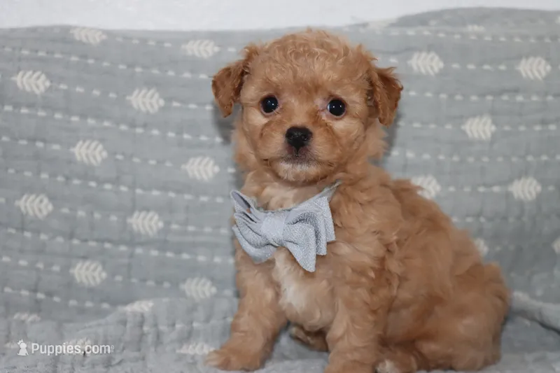 LION – Maltipoo, Poodle - Toy  puppy for sale in Vallejo, CA
