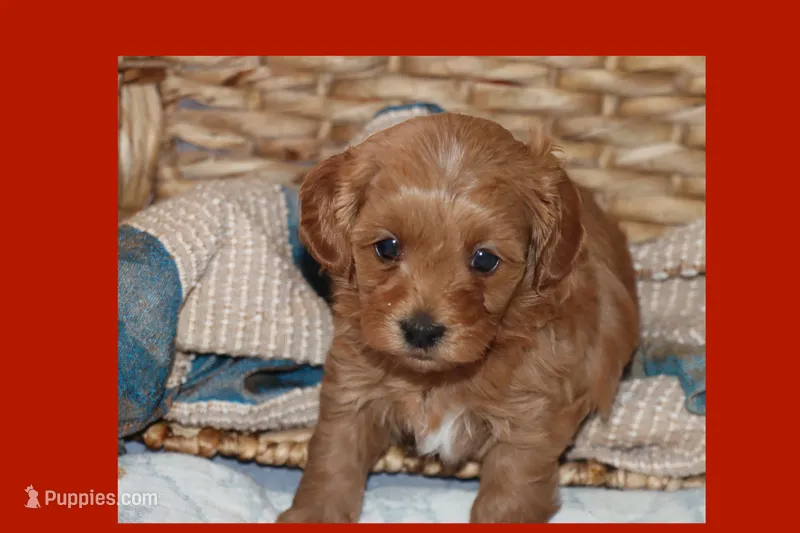 LION – Maltipoo, Poodle - Toy  puppy for sale in Vallejo, CA