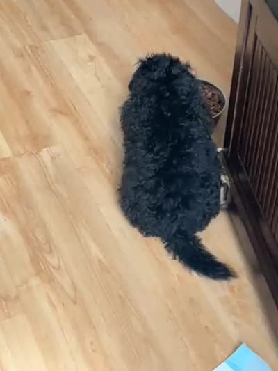 MOLLY, a female Maltipoo and Poodle - Toy  for sale in Vallejo, CA – 4 of 5
