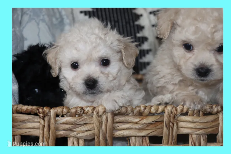 Toy Cream maltipoo – Maltipoo, Poodle - Toy  puppy for sale in Vallejo, CA
