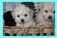 Toy Cream maltipoo, a male Maltipoo and Poodle - Toy  for sale in Vallejo, CA – 3 of 5