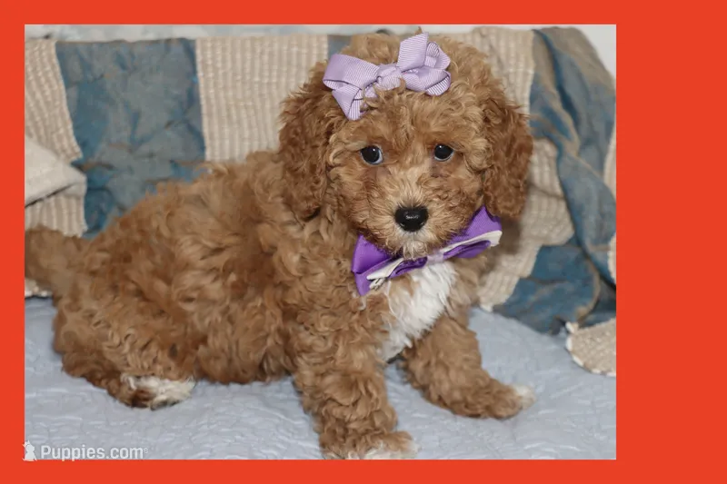 CAMI – Maltipoo, Poodle - Toy  puppy for sale in Vallejo, CA