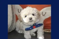 Toy Cream maltipoo, a male Maltipoo and Poodle - Toy  for sale in Vallejo, CA – 4 of 5