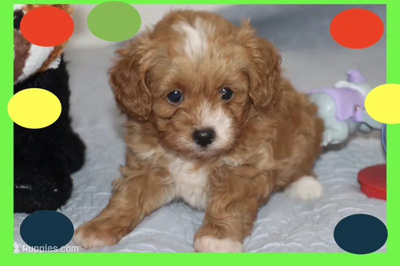 Marcos – Maltipoo, Poodle - Toy  puppy for sale in Vallejo, CA