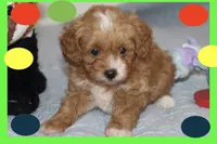 Marcos, a male Maltipoo and Poodle - Toy  for sale in Vallejo, CA – 1 of 3