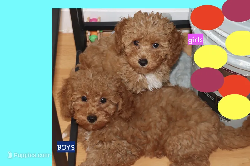 Red toy Maltipoo  – Maltipoo, Poodle - Toy  puppy for sale in Vallejo, CA