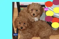 Red toy Maltipoo , a male Maltipoo and Poodle - Toy  for sale in Vallejo, CA – 1 of 5