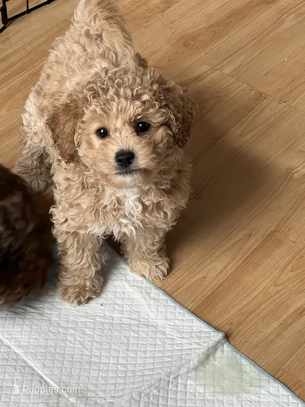Vicky – Poodle - Toy , Maltipom puppy for sale in Vallejo, CA