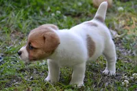Elroy, a male Jack Russell Terrier for sale in Cerro Gordo, NC – 6 of 10