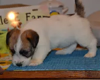 Holt, a male Jack Russell Terrier for sale in Cerro Gordo, NC – 5 of 9