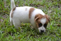 Freddie, a male Jack Russell Terrier for sale in Cerro Gordo, NC – 7 of 10