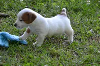 Elton, a male Jack Russell Terrier for sale in Cerro Gordo, NC – 4 of 7