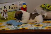 Herbie, a male Jack Russell Terrier for sale in Cerro Gordo, NC – 7 of 9