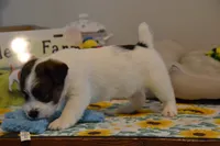 Hector, a male Jack Russell Terrier for sale in Cerro Gordo, NC – 3 of 9