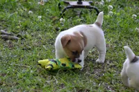 Elroy, a male Jack Russell Terrier for sale in Cerro Gordo, NC – 7 of 10