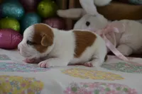 Cricket, a female Jack Russell Terrier for sale in Cerro Gordo, NC – Photo 5 of 7