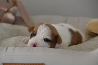 Cricket, a female Jack Russell Terrier for sale in Cerro Gordo, NC – Photo 2 of 7