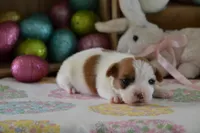 Cricket, a female Jack Russell Terrier for sale in Cerro Gordo, NC – Photo 6 of 7