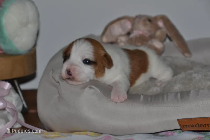 Cricket – Jack Russell Terrier puppy for sale in Cerro Gordo, NC