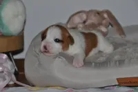 Cricket, a female Jack Russell Terrier for sale in Cerro Gordo, NC – Photo 1 of 7