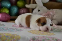 Cricket, a female Jack Russell Terrier for sale in Cerro Gordo, NC – Photo 7 of 7