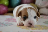 Cricket, a female Jack Russell Terrier for sale in Cerro Gordo, NC – Photo 3 of 7