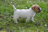 Elroy, a male Jack Russell Terrier for sale in Cerro Gordo, NC – 9 of 10