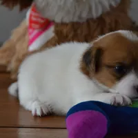 Phobe, a female Jack Russell Terrier for sale in Cerro Gordo, NC – Photo 5 of 5