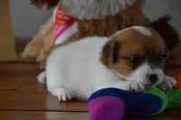 processed/75637532-d230-4c1d-88ea-35d8e3db83c3/listing/22f8299a-5385-49e2-bdae-3bd15f9be4fe/0e9b54d9-2431-4371-9b53-a278f5832265