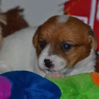 Phobe, a female Jack Russell Terrier for sale in Cerro Gordo, NC – Photo 4 of 5