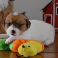 Phobe, a female Jack Russell Terrier for sale in Cerro Gordo, NC – Photo 3 of 5