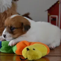 Phobe, a female Jack Russell Terrier for sale in Cerro Gordo, NC – Photo 2 of 5