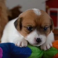 Phobe, a female Jack Russell Terrier for sale in Cerro Gordo, NC – Photo 1 of 5