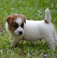 Freddie, a male Jack Russell Terrier for sale in Cerro Gordo, NC – 3 of 10