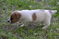 Elroy, a male Jack Russell Terrier for sale in Cerro Gordo, NC – 3 of 10
