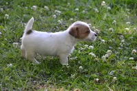 Elmer, a male Jack Russell Terrier for sale in Cerro Gordo, NC – 7 of 8
