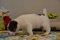 Hector, a male Jack Russell Terrier for sale in Cerro Gordo, NC – 2 of 9