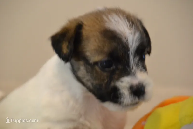 Herbie – Jack Russell Terrier puppy for sale in Cerro Gordo, NC