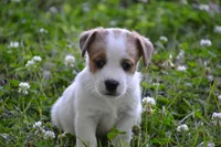 Elmer, a male Jack Russell Terrier for sale in Cerro Gordo, NC – 8 of 8