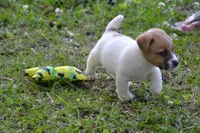 Elroy, a male Jack Russell Terrier for sale in Cerro Gordo, NC – 8 of 10