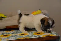 Herbie, a male Jack Russell Terrier for sale in Cerro Gordo, NC – 9 of 9